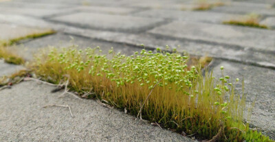 苔藓