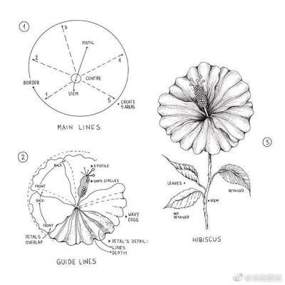 植物的绘画步骤
ins：alicelovesdrawing 
