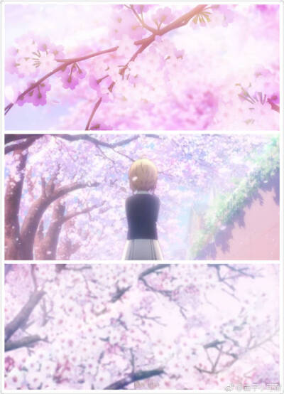 木の本桜