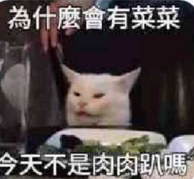 猫猫兔兔x5