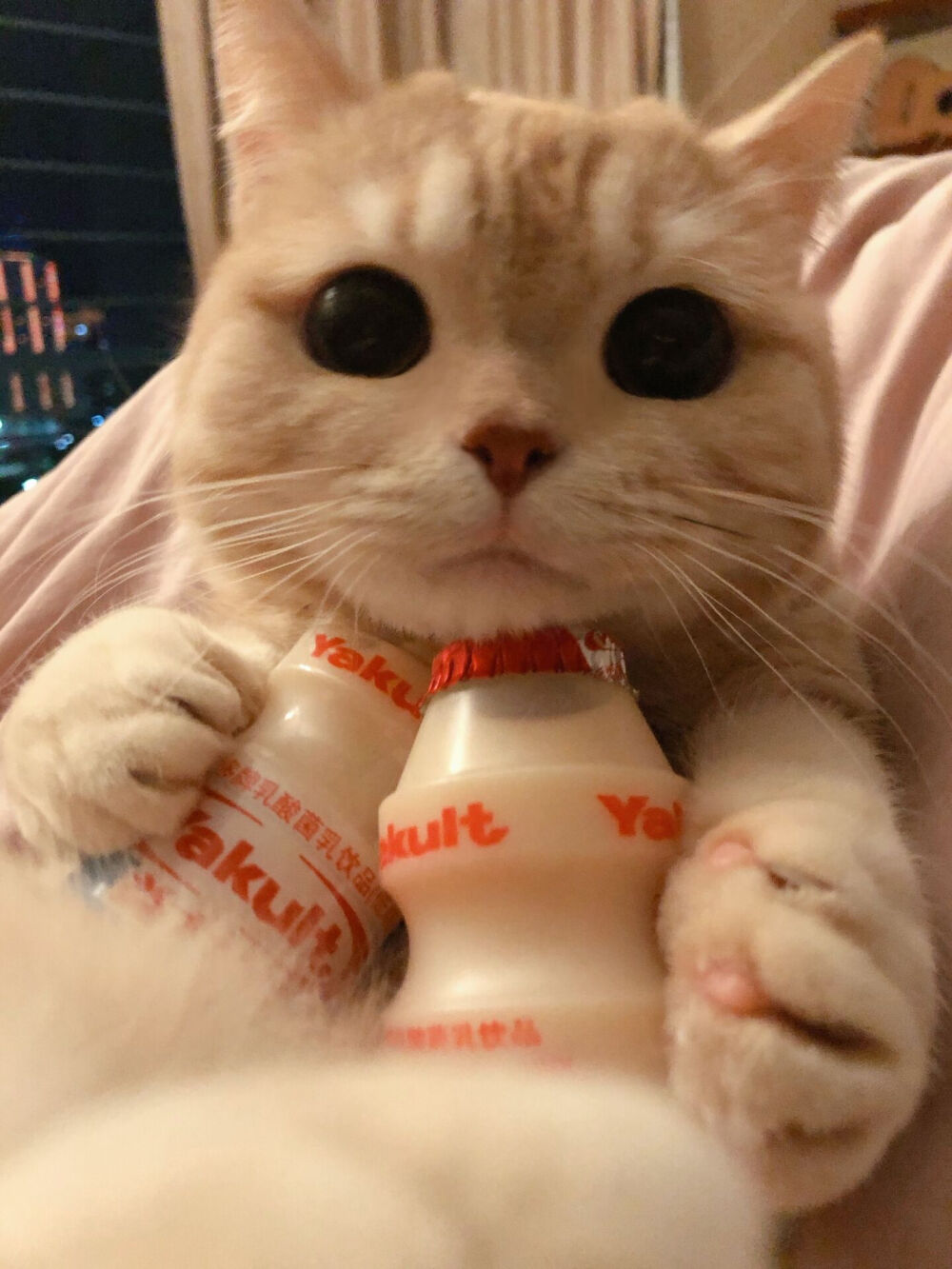 女头 动漫女头 女生头像 可爱 萌宠