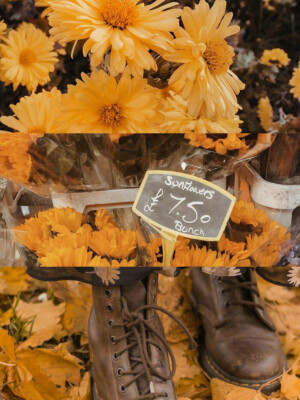 一些自己剪的图