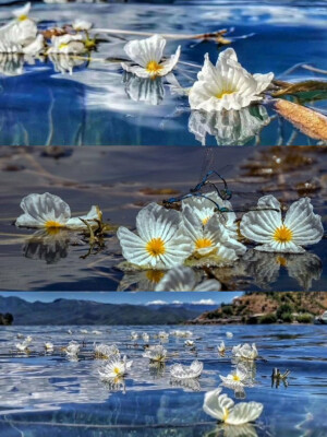 一些自己剪的图