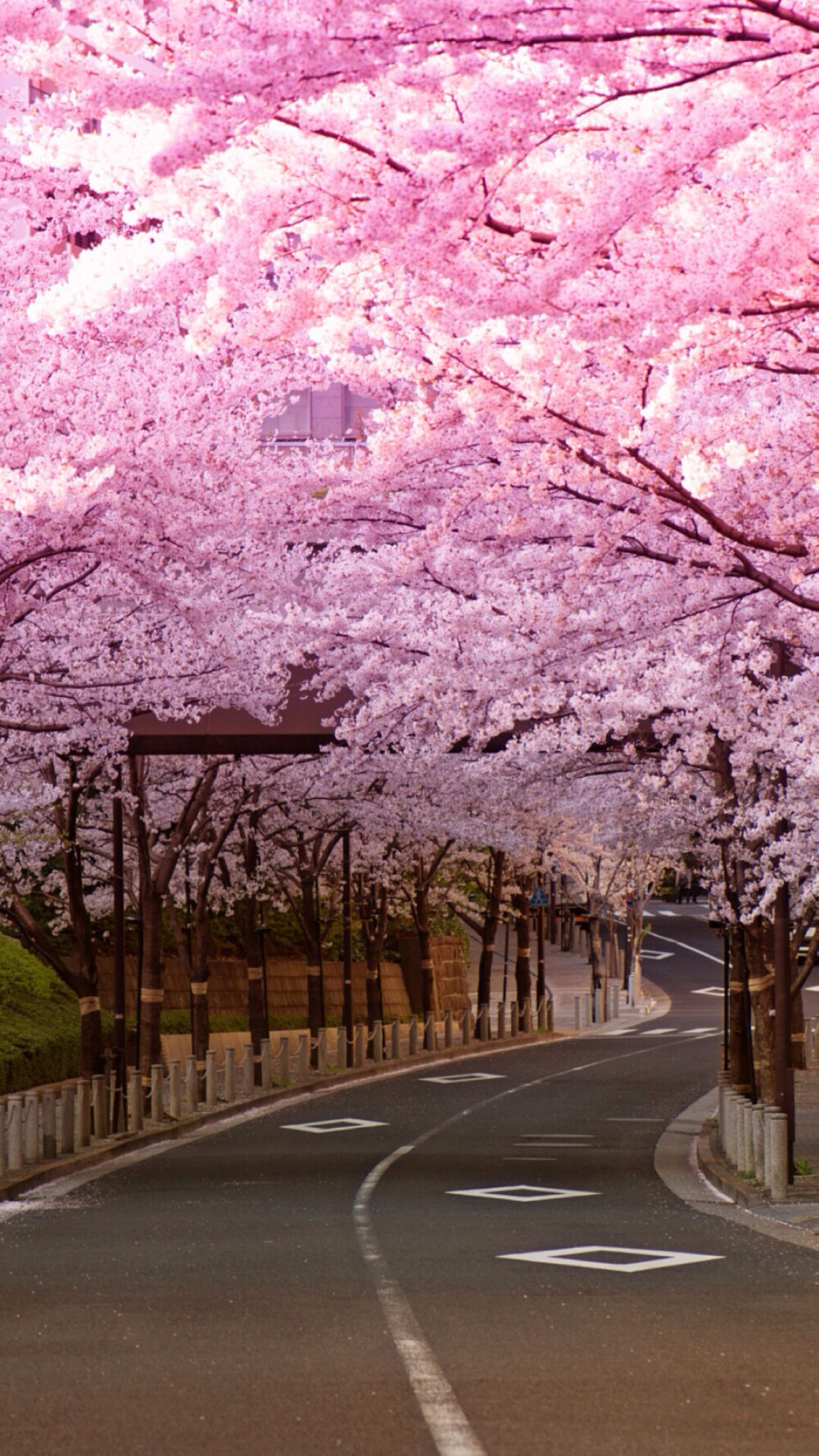 想去日本看樱花