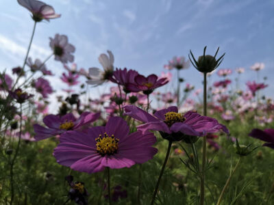 波斯菊/秋英