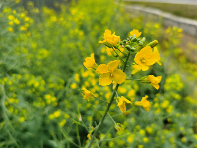 油菜花开了，绿油油黄澄澄。