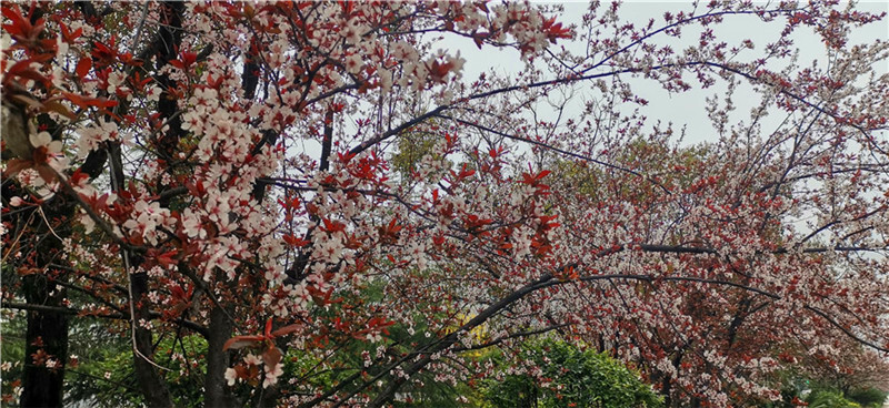 李花怒放一树白，遥望疑是春雪飞。2月29日，漫步在吉安城区井冈山大道的人行道上，一排排洁白绽放的红叶李花格外引人注目。红叶李花目前正是盛花季节，满树的白，满枝的白，洁白茂盛的花儿间，镶嵌着片片紫红色的小树叶，微风吹过，红白相映，美不胜收。红叶李叶常年紫红，是著名的色叶树种，花蕊短于花瓣，花瓣为单瓣，小花洁白如雪，在紫色叶子衬托下尤其美丽。每到春天，满树的白花便是一道道靓丽的风景线。（摄/肖勇）