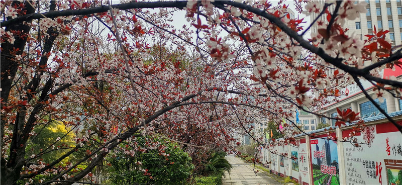 李花怒放一树白，遥望疑是春雪飞。2月29日，漫步在吉安城区井冈山大道的人行道上，一排排洁白绽放的红叶李花格外引人注目。红叶李花目前正是盛花季节，满树的白，满枝的白，洁白茂盛的花儿间，镶嵌着片片紫红色的小树叶，微风吹过，红白相映，美不胜收。红叶李叶常年紫红，是著名的色叶树种，花蕊短于花瓣，花瓣为单瓣，小花洁白如雪，在紫色叶子衬托下尤其美丽。每到春天，满树的白花便是一道道靓丽的风景线。（摄/肖勇）