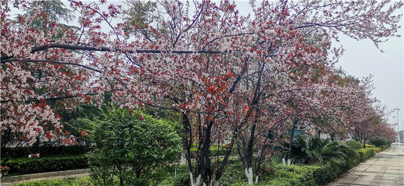 李花怒放一树白，遥望疑是春雪飞。2月29日，漫步在吉安城区井冈山大道的人行道上，一排排洁白绽放的红叶李花格外引人注目。红叶李花目前正是盛花季节，满树的白，满枝的白，洁白茂盛的花儿间，镶嵌着片片紫红色的小树叶，微风吹过，红白相映，美不胜收。红叶李叶常年紫红，是著名的色叶树种，花蕊短于花瓣，花瓣为单瓣，小花洁白如雪，在紫色叶子衬托下尤其美丽。每到春天，满树的白花便是一道道靓丽的风景线。（摄/肖勇）