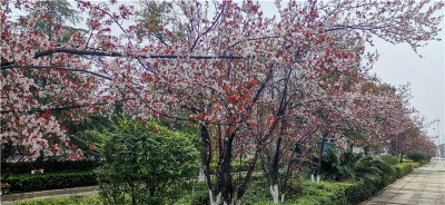 李花怒放一树白，遥望疑是春雪飞。2月29日，漫步在吉安城区井冈山大道的人行道上，一排排洁白绽放的红叶李花格外引人注目。红叶李花目前正是盛花季节，满树的白，满枝的白，洁白茂盛的花儿间，镶嵌着片片紫红色的小…