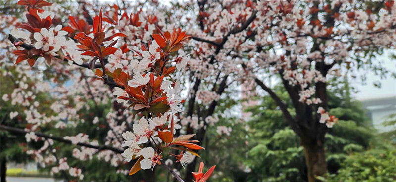 李花怒放一树白，遥望疑是春雪飞。2月29日，漫步在吉安城区井冈山大道的人行道上，一排排洁白绽放的红叶李花格外引人注目。红叶李花目前正是盛花季节，满树的白，满枝的白，洁白茂盛的花儿间，镶嵌着片片紫红色的小树叶，微风吹过，红白相映，美不胜收。红叶李叶常年紫红，是著名的色叶树种，花蕊短于花瓣，花瓣为单瓣，小花洁白如雪，在紫色叶子衬托下尤其美丽。每到春天，满树的白花便是一道道靓丽的风景线。（摄/肖勇）