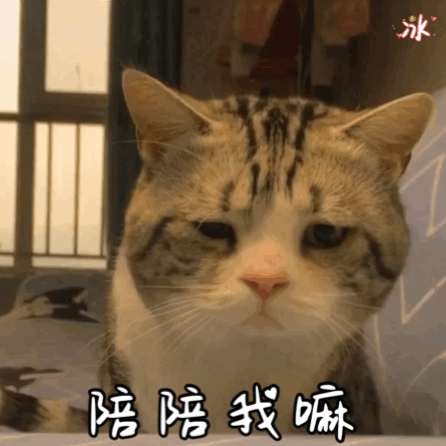 叮当萌宠表情包美短加白赞评论更多所有评论你也来说些什么吧