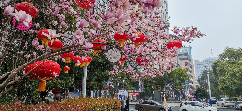 阳春三月，漫步在吉安市中心人民广场，只见鲜花绽放，春意正浓。山茶花、野迎春花、玉兰花、红叶李花等花儿齐开，红色、白色、黄色、紫色，各种颜色让人心旷神怡，沉醉其中。春天来了，让我们一起拥抱春天吧。（摄/肖勇）
