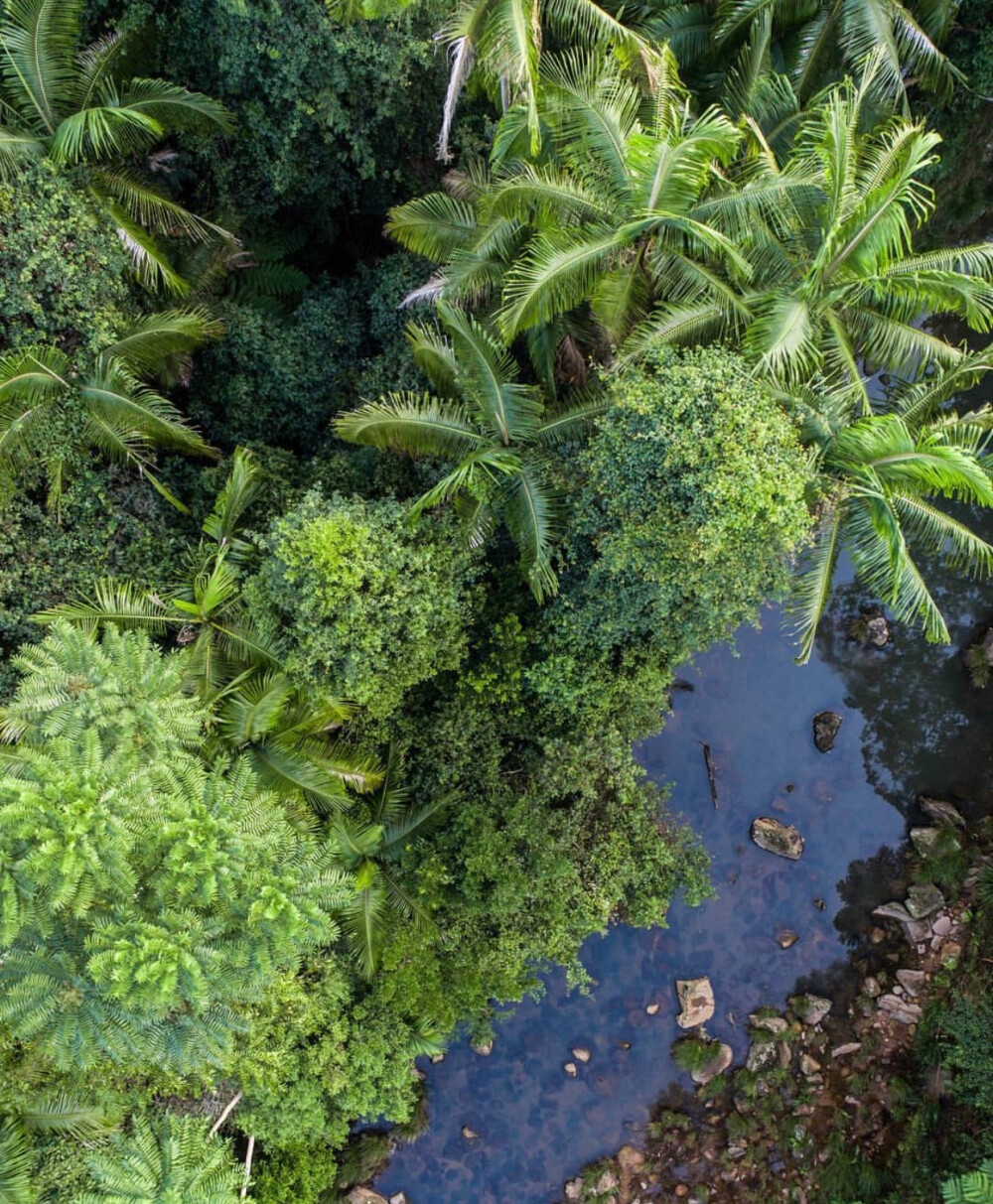 雨林