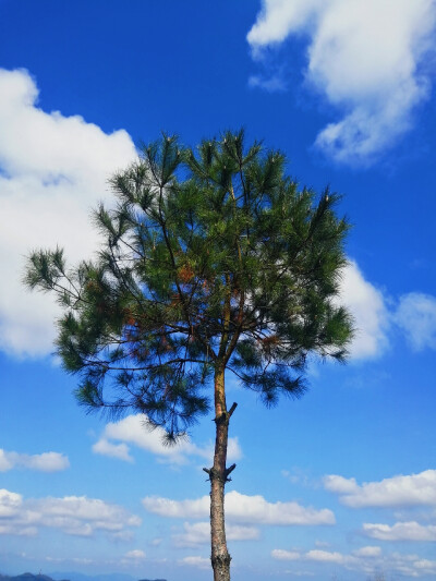 来点花花草草吧