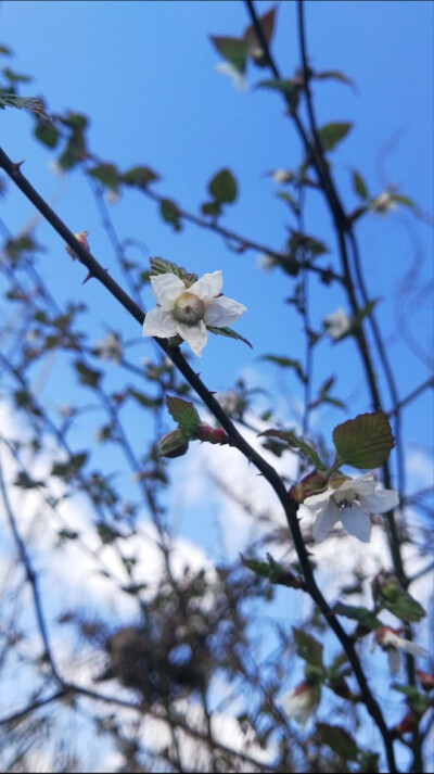 来点花花草草吧