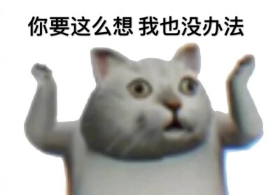 憨憨猫表情包