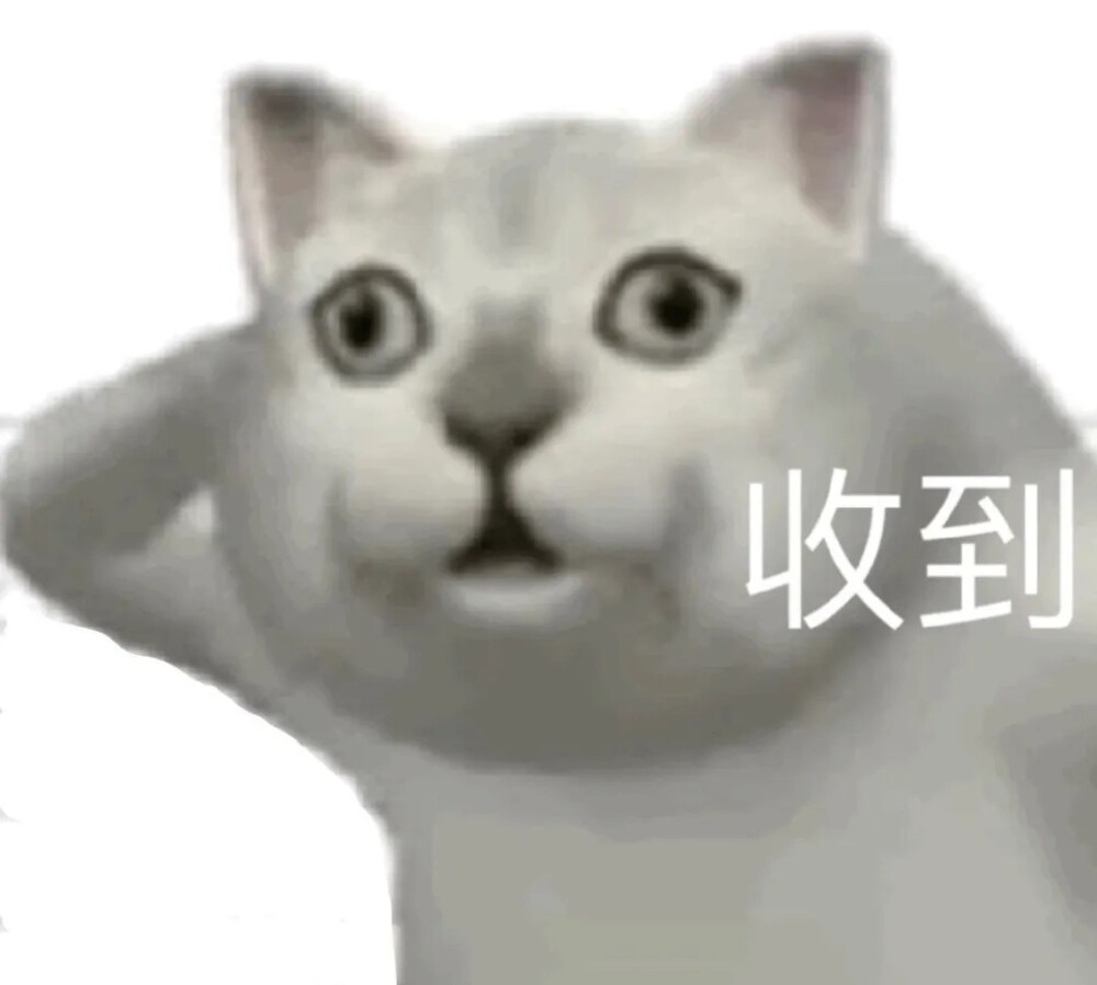 憨憨猫表情包