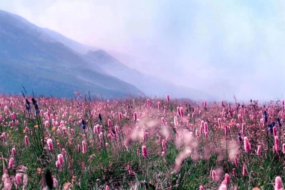 待到山花烂漫时~