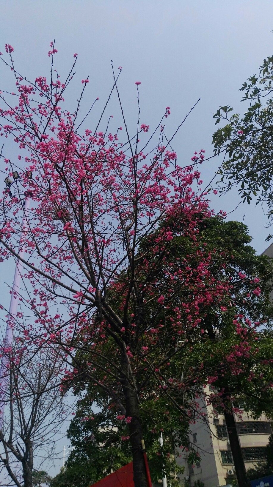 春暖花开