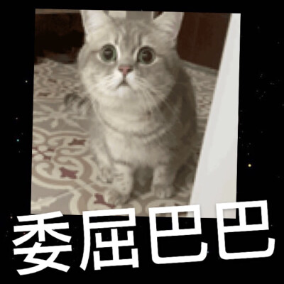 猫咪图片