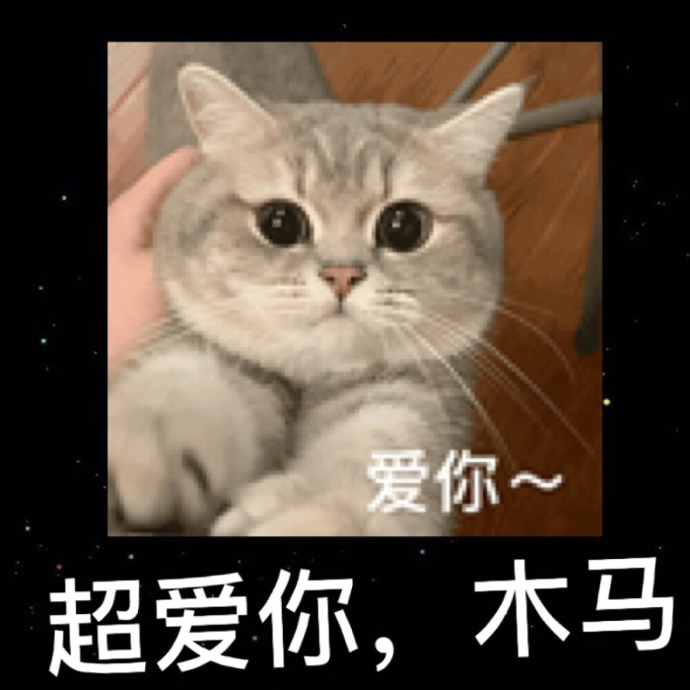 猫咪图片