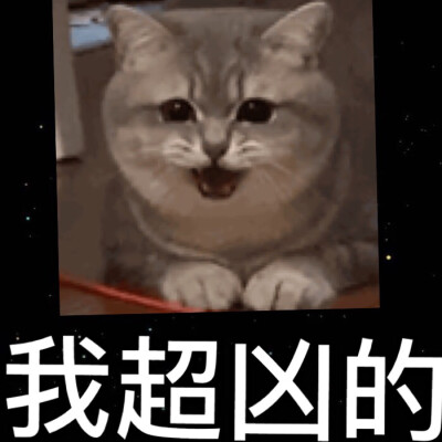 猫咪图片