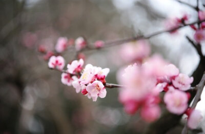 暖气潜催次第春，梅花已谢杏花新。半开半落闲园里，何异荣枯世上人。—— 罗隐《杏花》 #诗词歌赋# #吾爱诗词# #诗词#