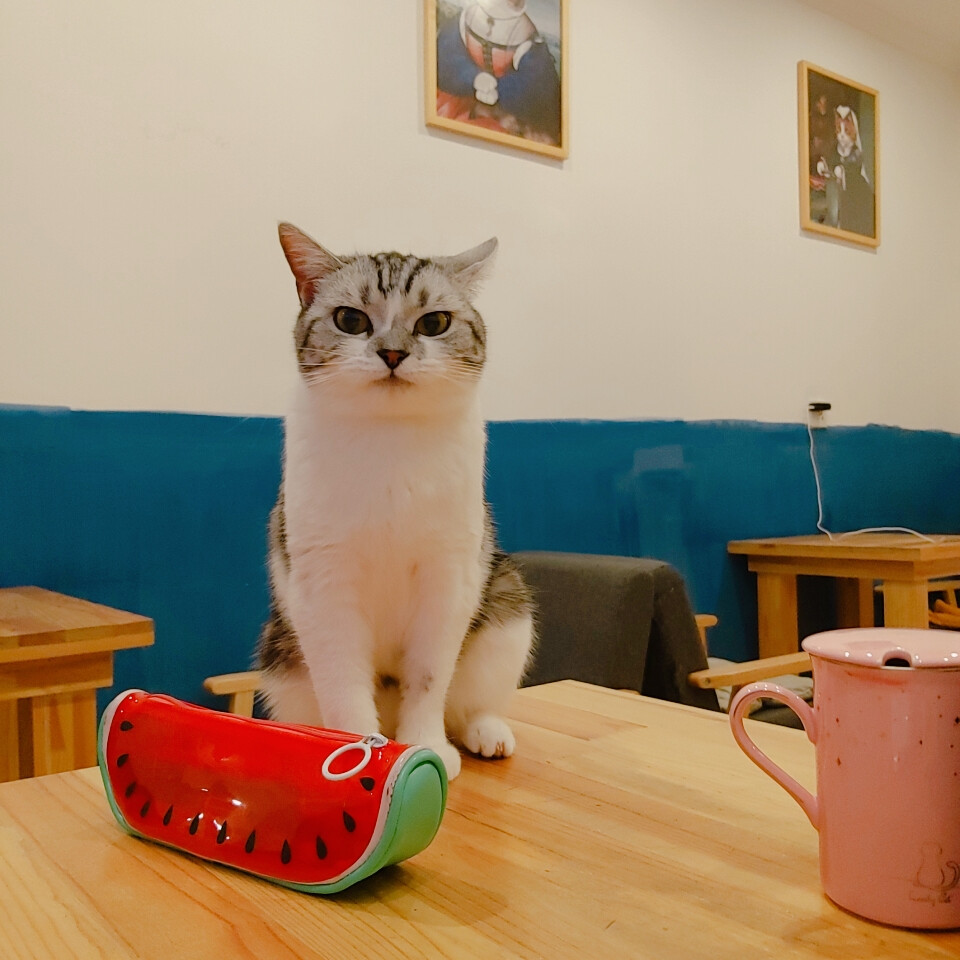 我成功被猫虏获 我的狗子鼠子兔子都被比下去了