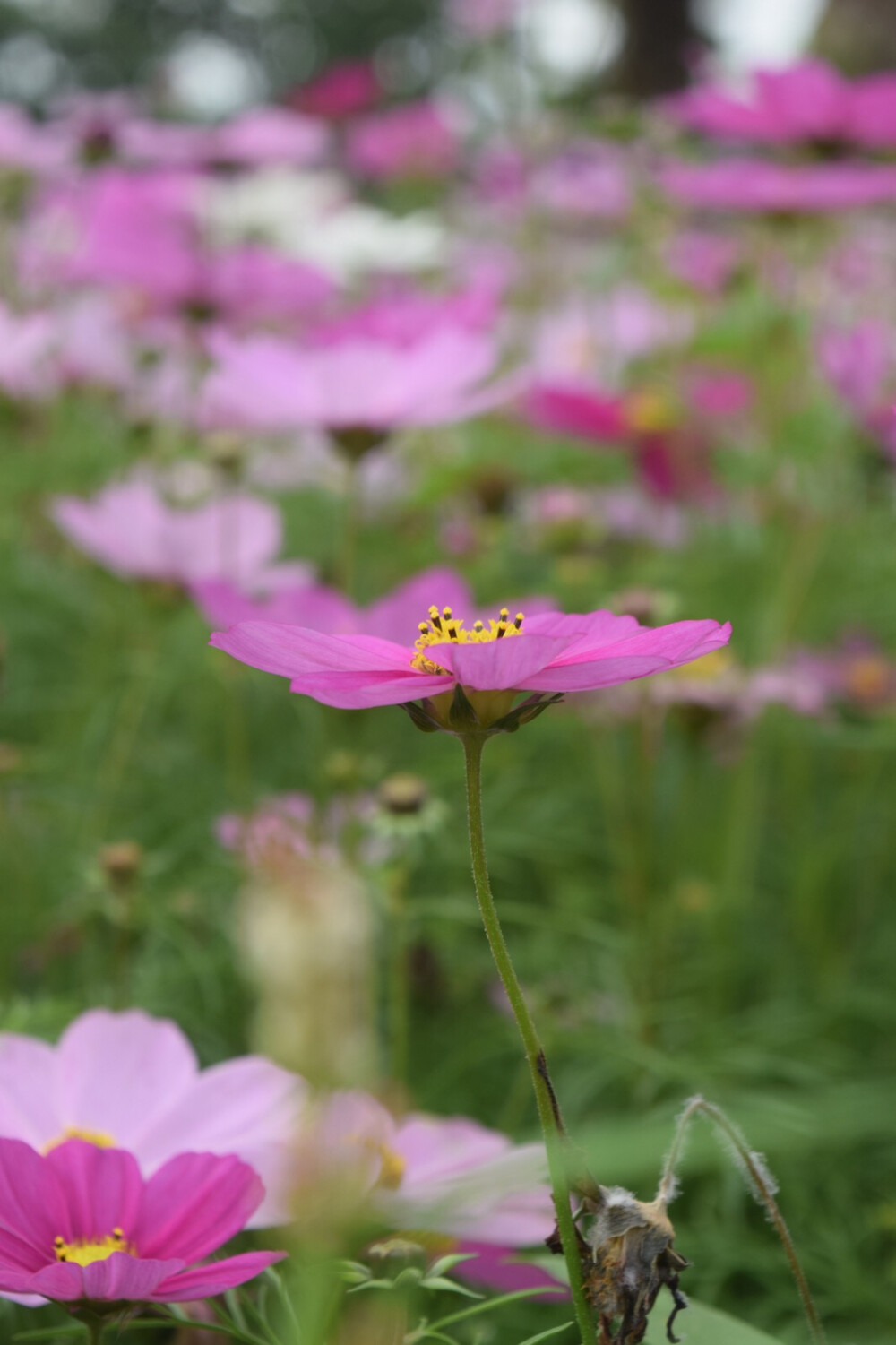 波斯菊