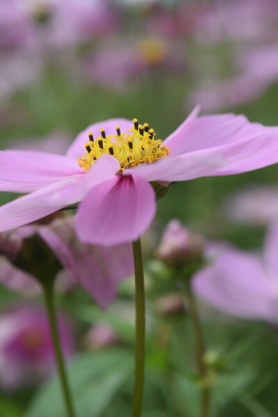 波斯菊