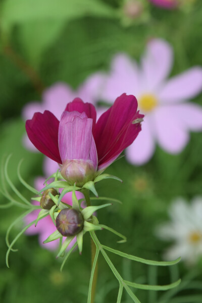 波斯菊