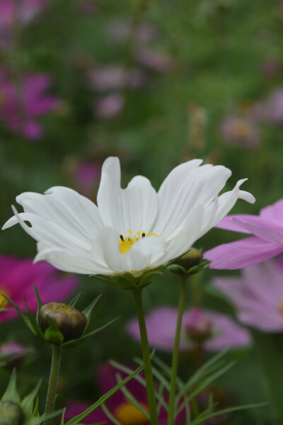 波斯菊