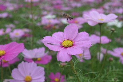 波斯菊