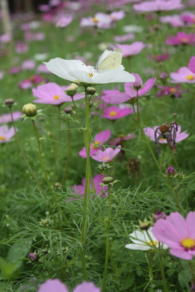 波斯菊