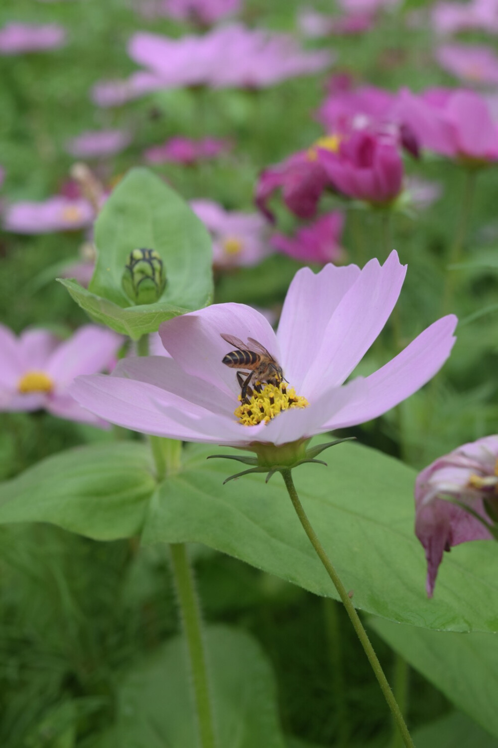 波斯菊