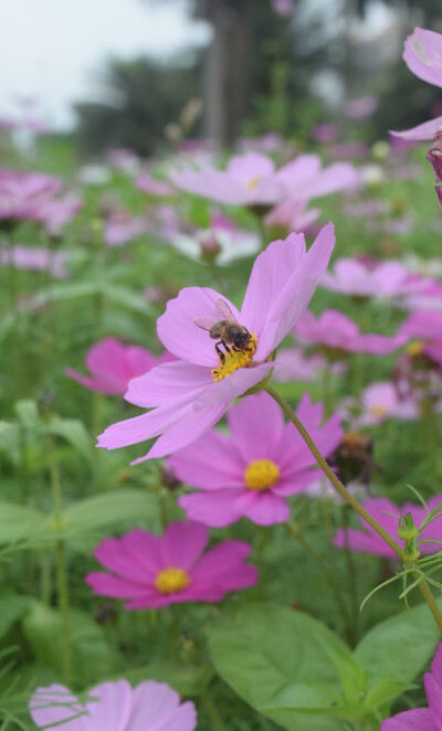 波斯菊