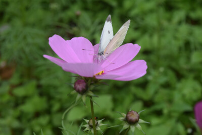 波斯菊