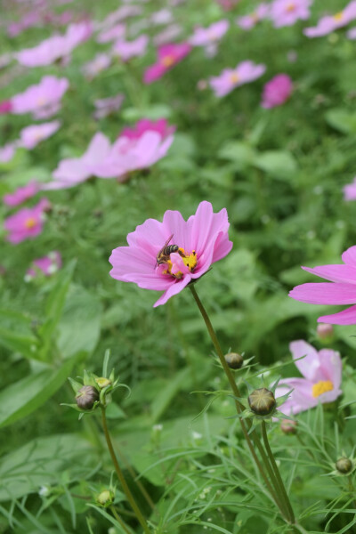 波斯菊