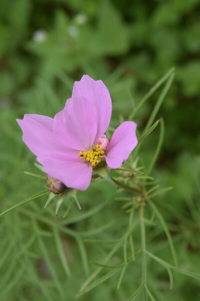 波斯菊