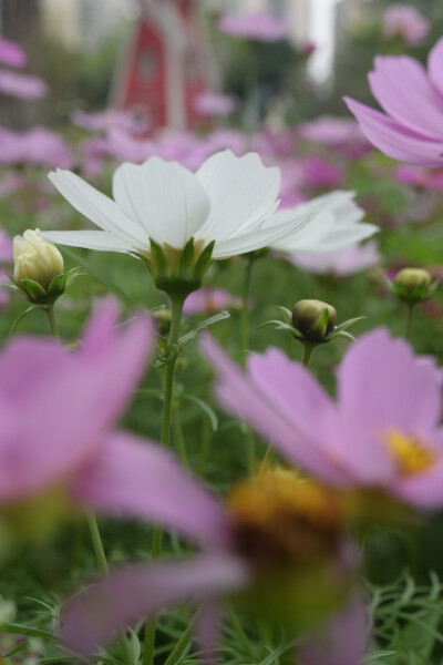 波斯菊