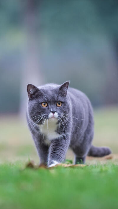 一组小猫咪可爱照片来了！！！