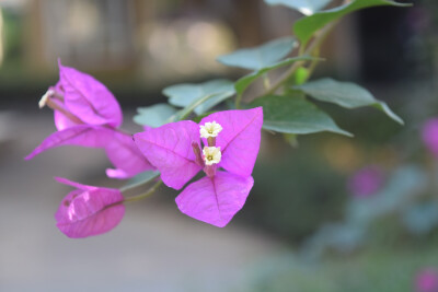 簕杜鹃（三角梅）