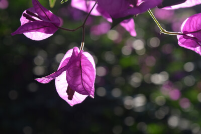 簕杜鹃（三角梅）