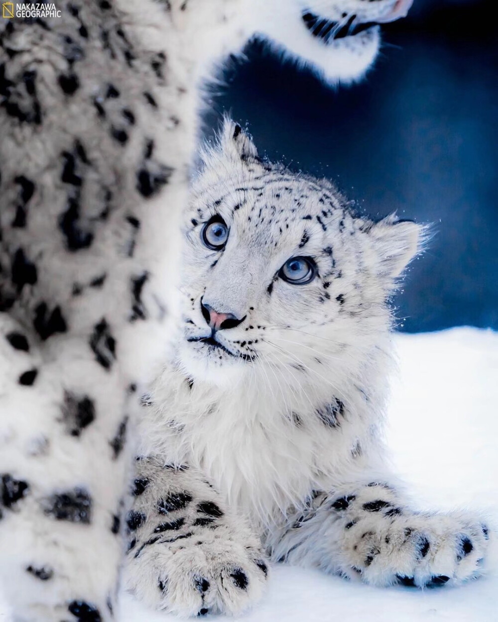 雪豹大猫猫