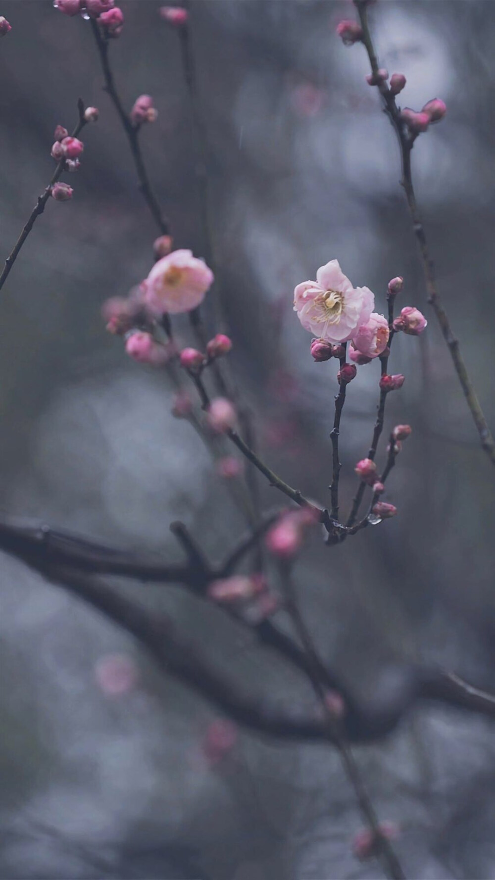 植物花卉