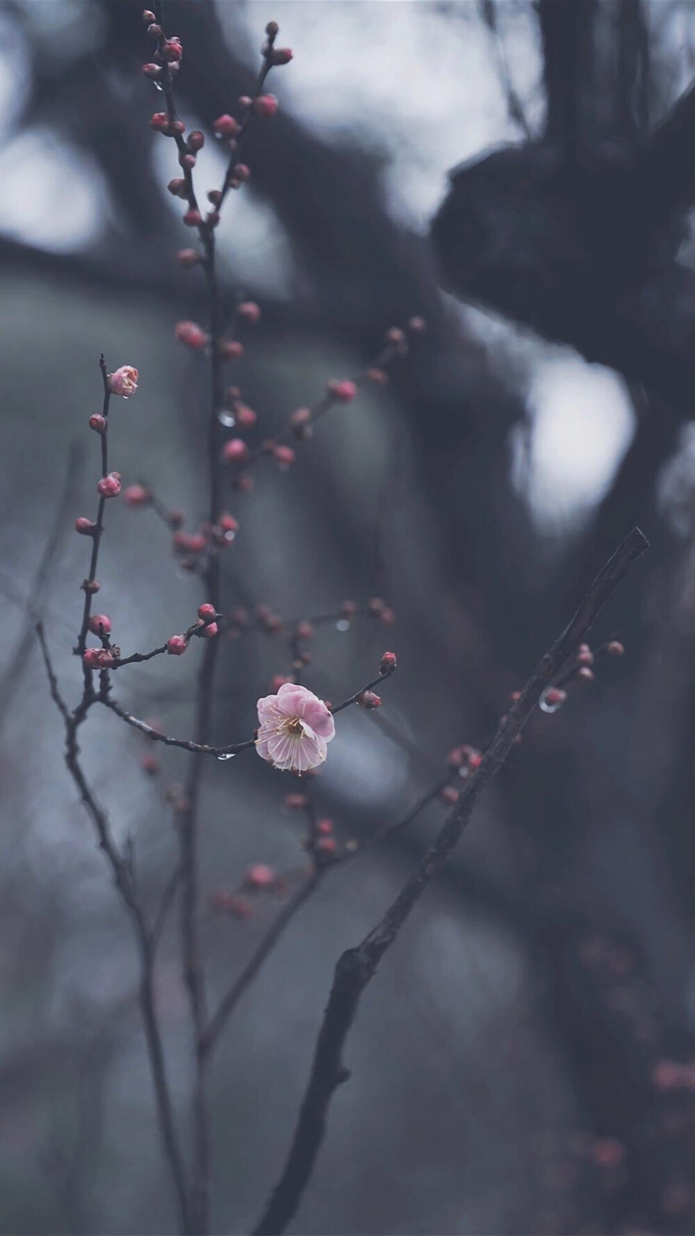 植物花卉