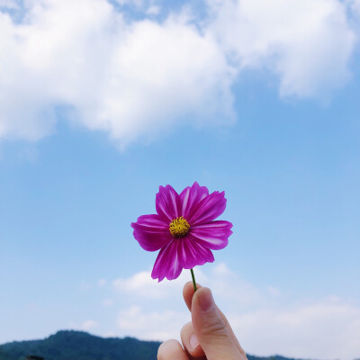 东白湖花海