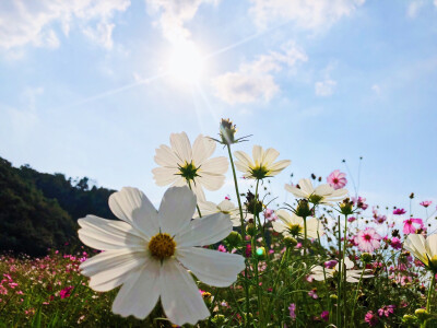 东白湖花海