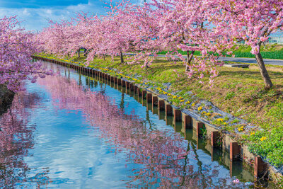 三重松阪市笠松河津樱ロード的樱花美景 (拍摄:ふがまるちゃん)